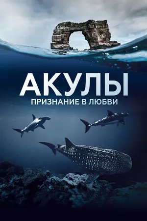 Акулы. Признание в любви