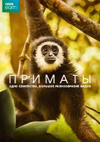 Приматы